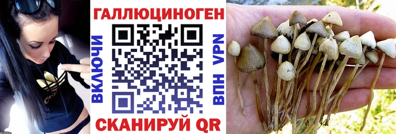 Галлюциногенные грибы мицелий  Закаменск 